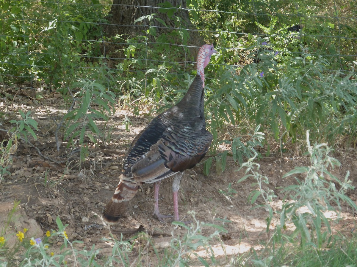 Wild Turkey - ML638288441