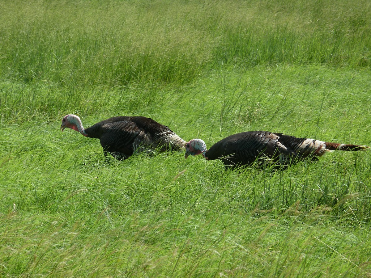 Wild Turkey - ML638288442