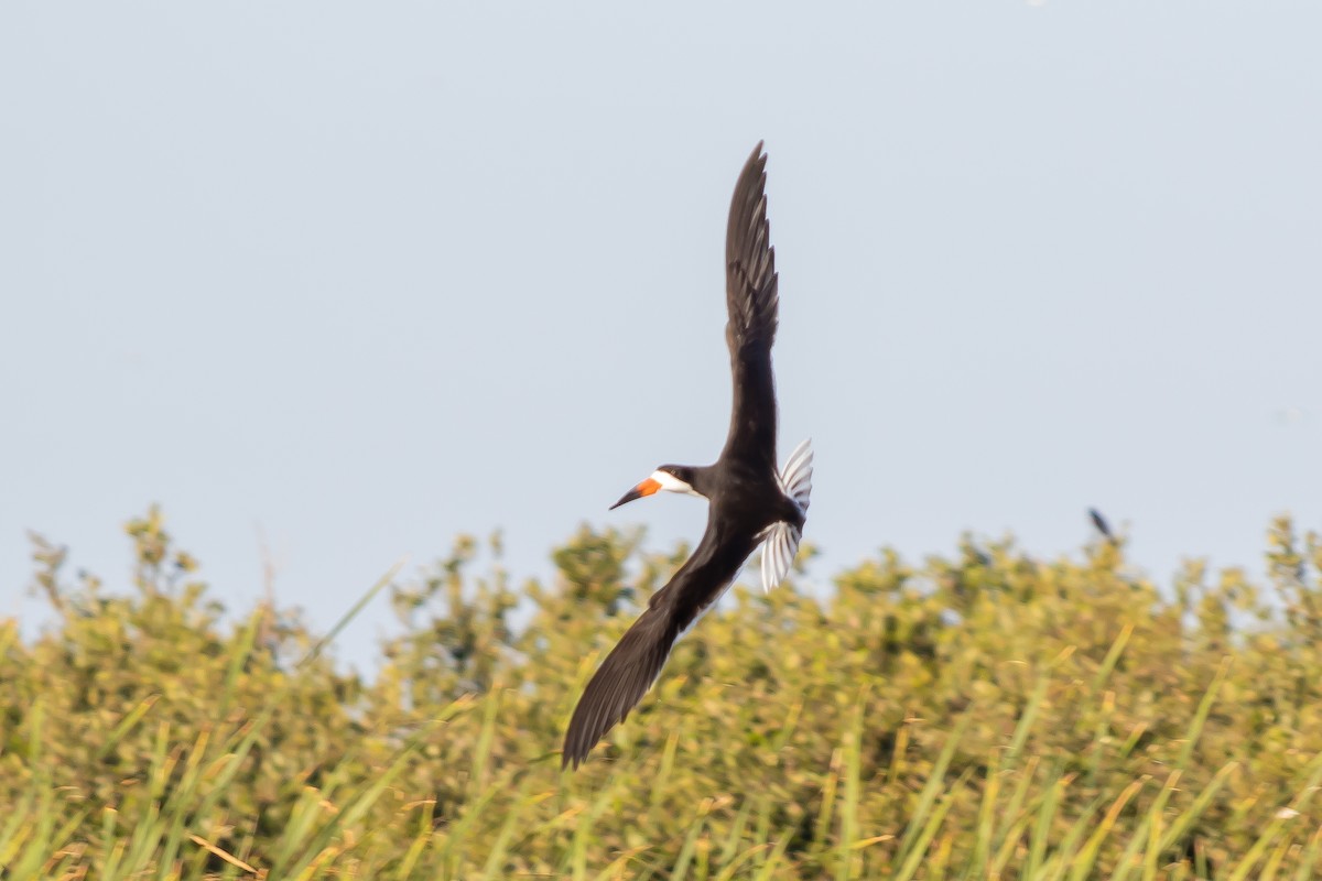 Black Skimmer - ML638288444