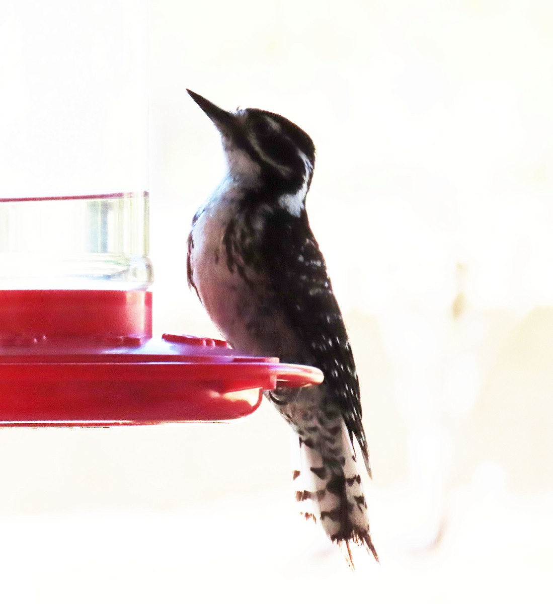 Nuttall's Woodpecker - ML638288447