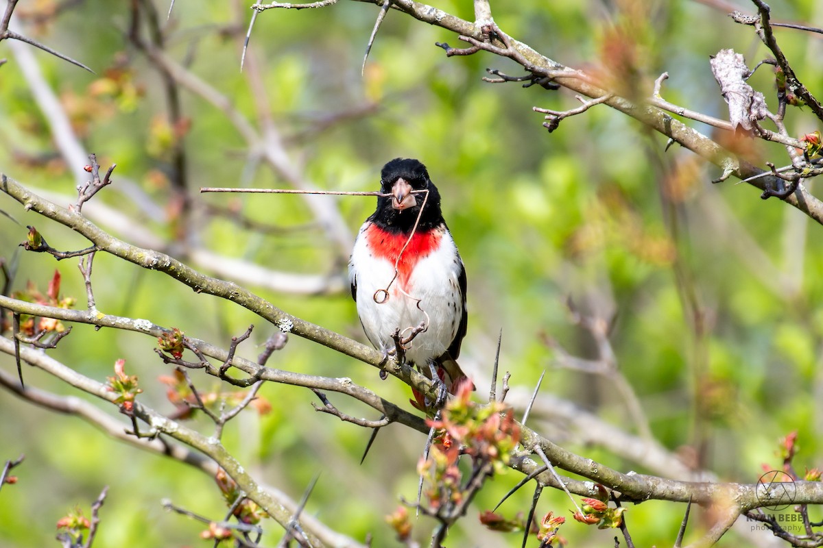 Cardinal à poitrine rose - ML638288449