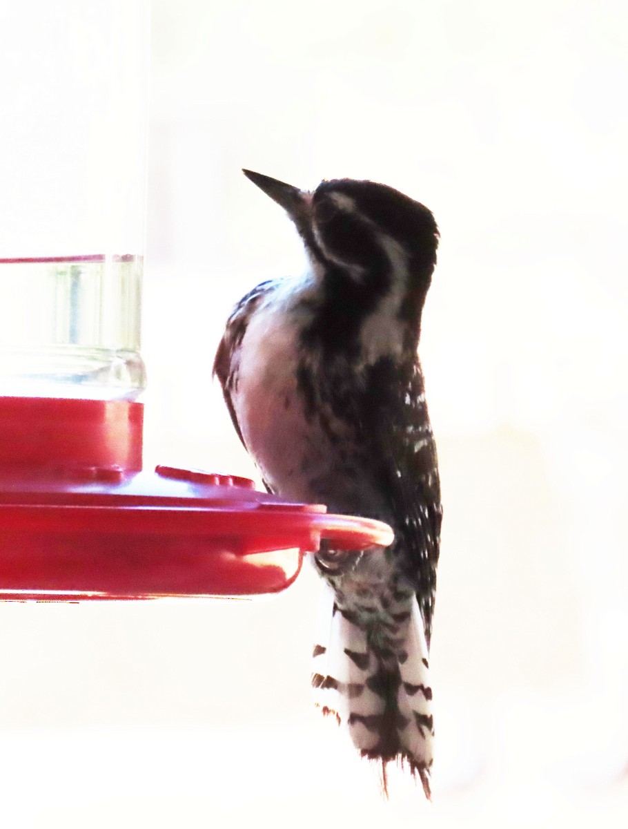 Nuttall's Woodpecker - ML638288450