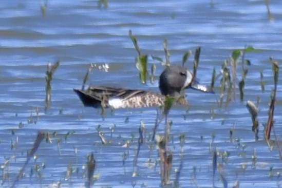 Blue-winged Teal - ML638288452
