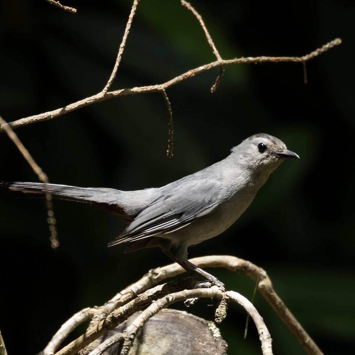 Gray Catbird - ML638288454