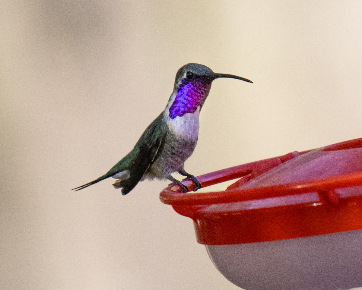 Lucifer Hummingbird - ML638288464