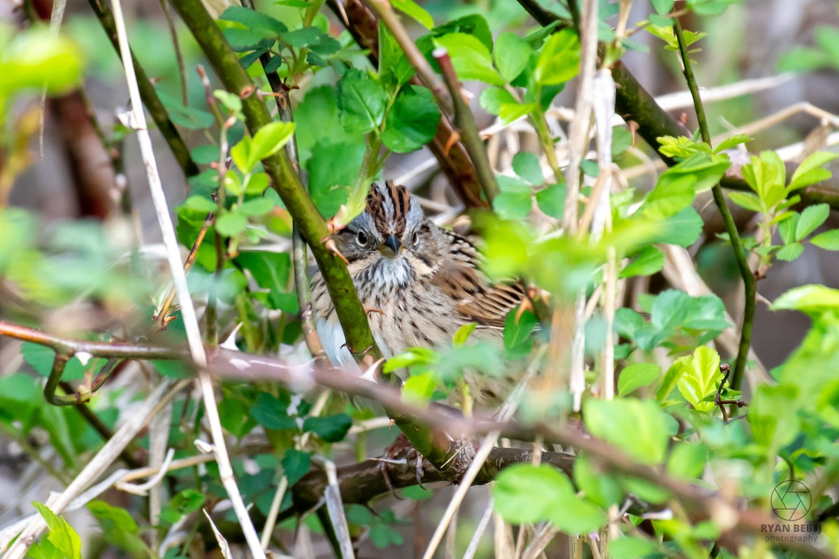 Lincoln's Sparrow - ML638288467