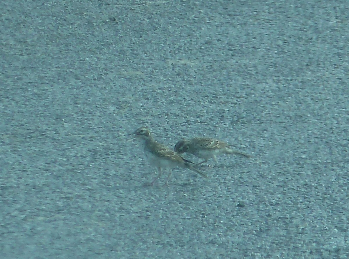 Lark Sparrow - ML638288468