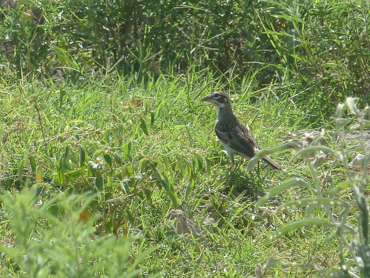 Lark Sparrow - ML638288470