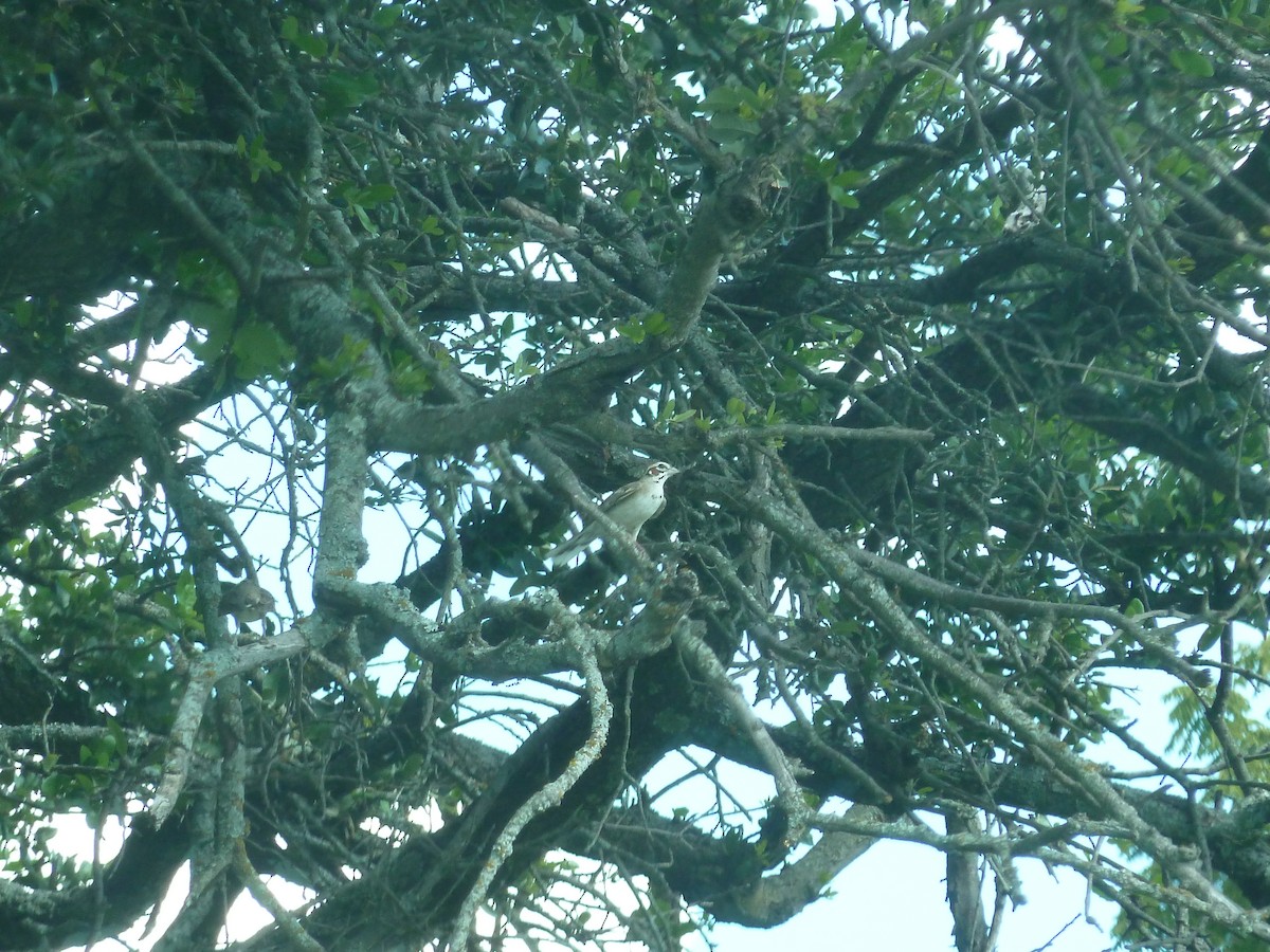 Lark Sparrow - ML638288471