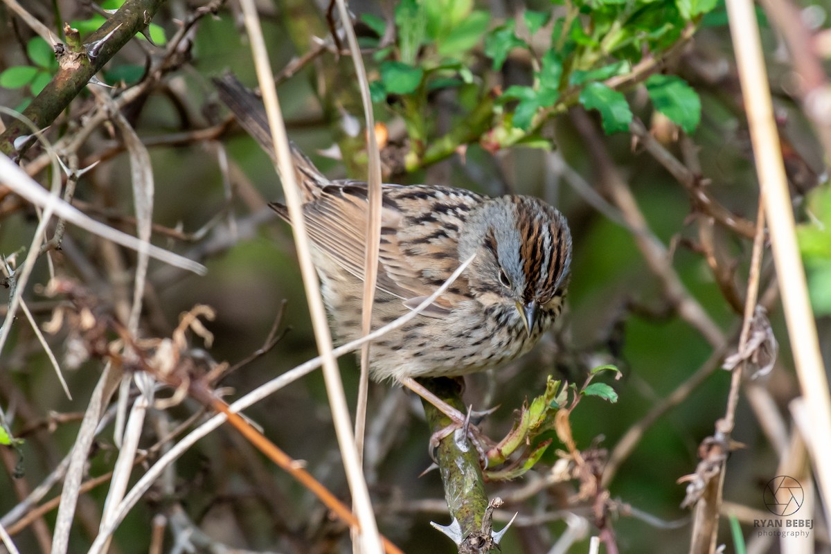 Lincoln's Sparrow - ML638288472