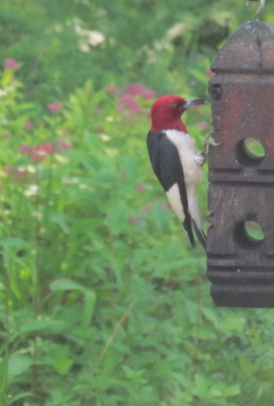 Red-headed Woodpecker - ML638288473