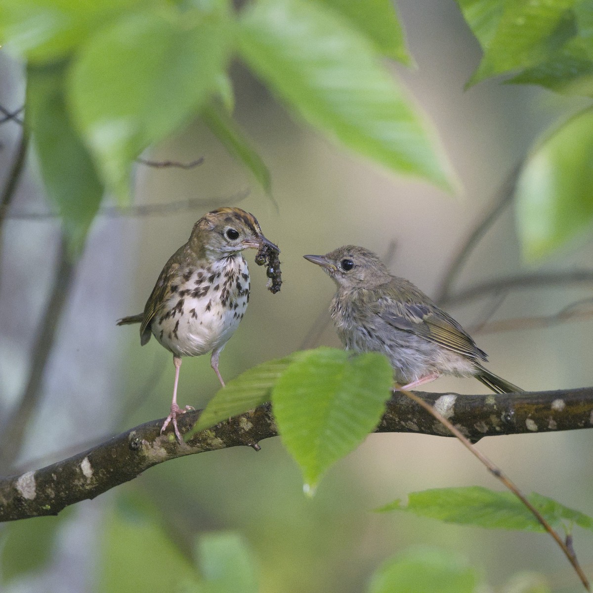Ovenbird - ML638288487