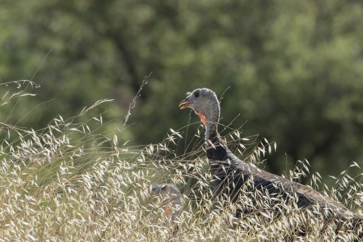 Wild Turkey - ML638288490