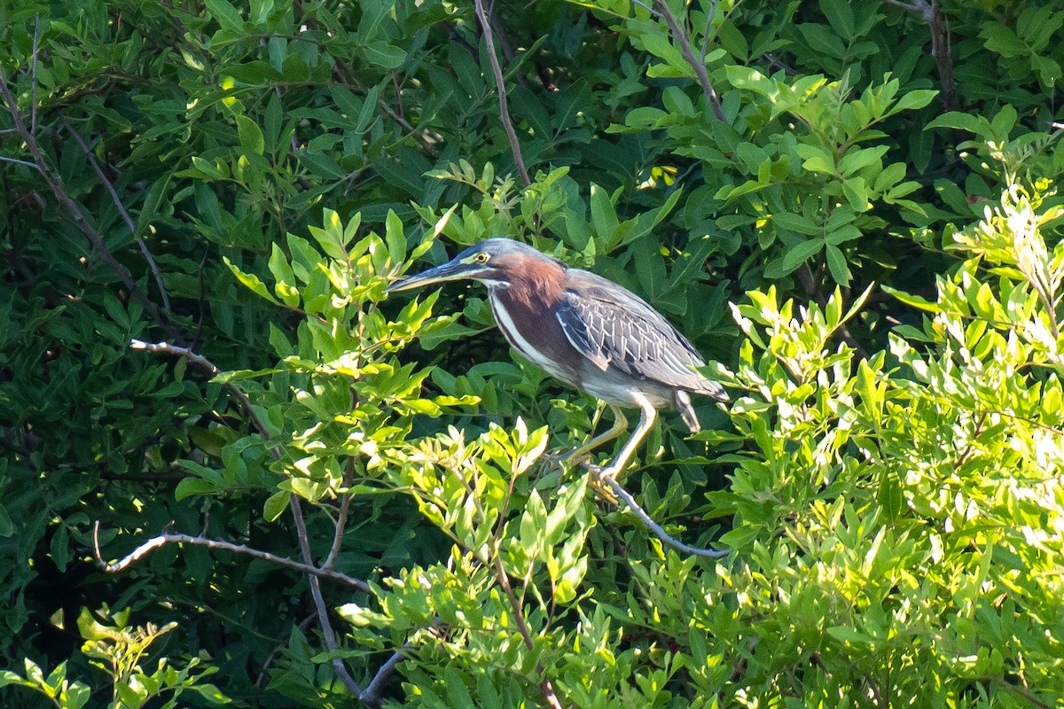 Green Heron - ML638288491
