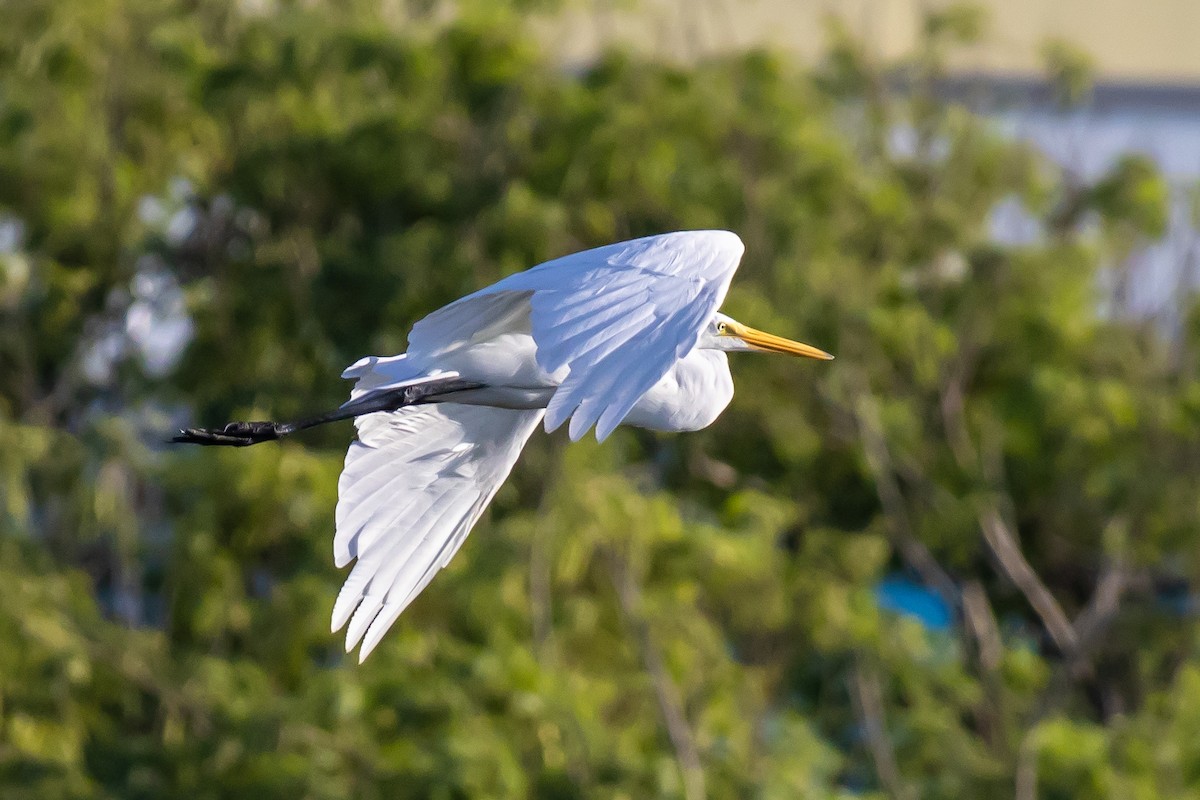 Great Egret - ML638288498