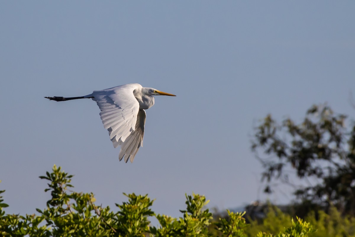 Great Egret - ML638288499
