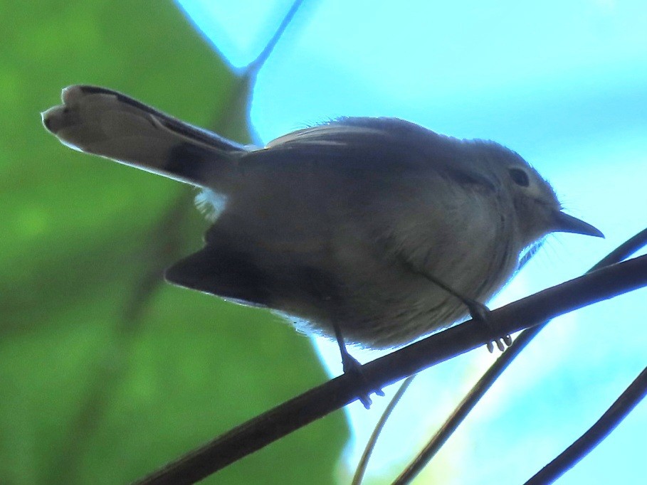 Slaty Monarch - ML638288501