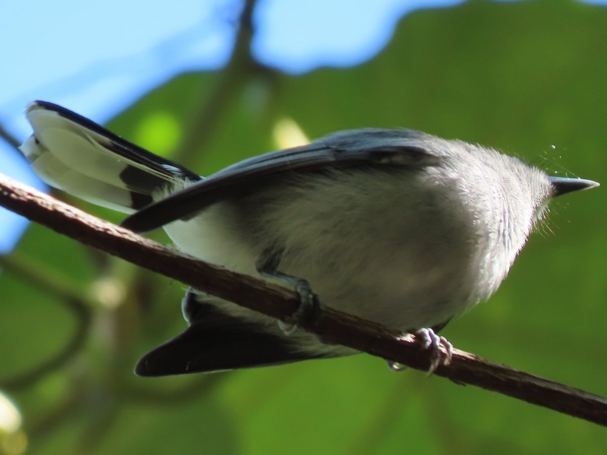Slaty Monarch - ML638288502
