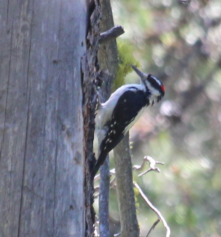 Hairy Woodpecker - ML638288508