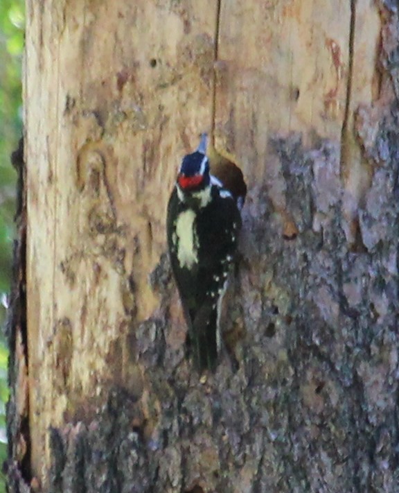 Hairy Woodpecker - ML638288509