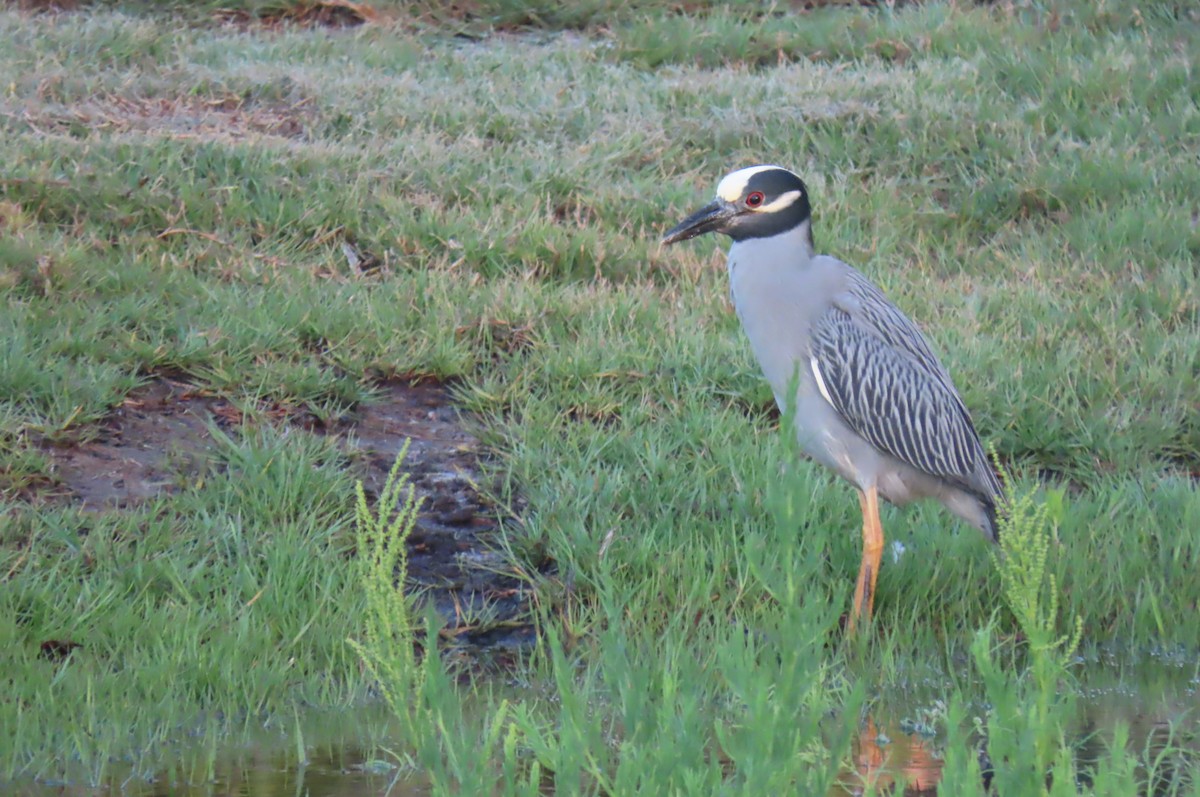 Yellow-crowned Night Heron - ML638288519