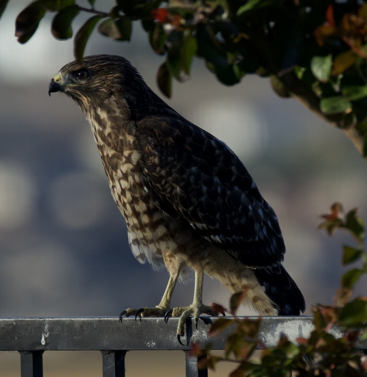 Red-shouldered Hawk - ML638288520