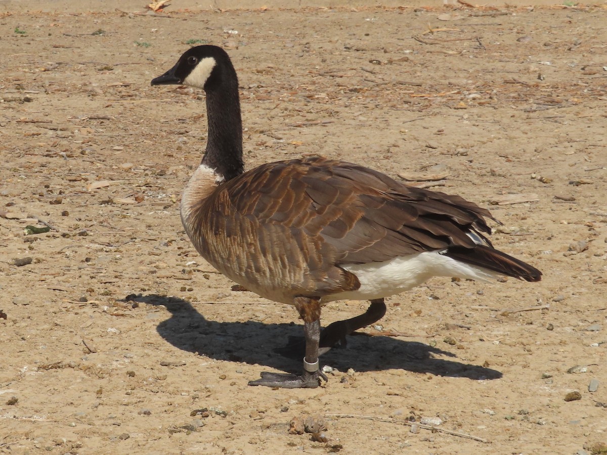 Canada Goose - ML638288521