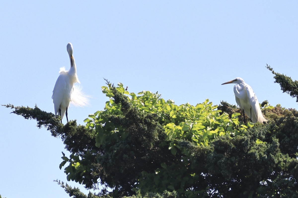 Great Egret - ML638288522