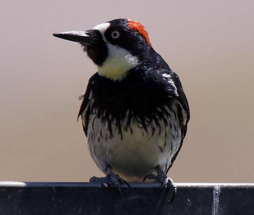 Acorn Woodpecker - ML638288523