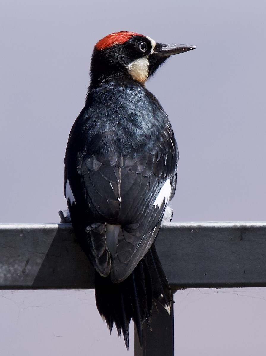 Acorn Woodpecker - ML638288527