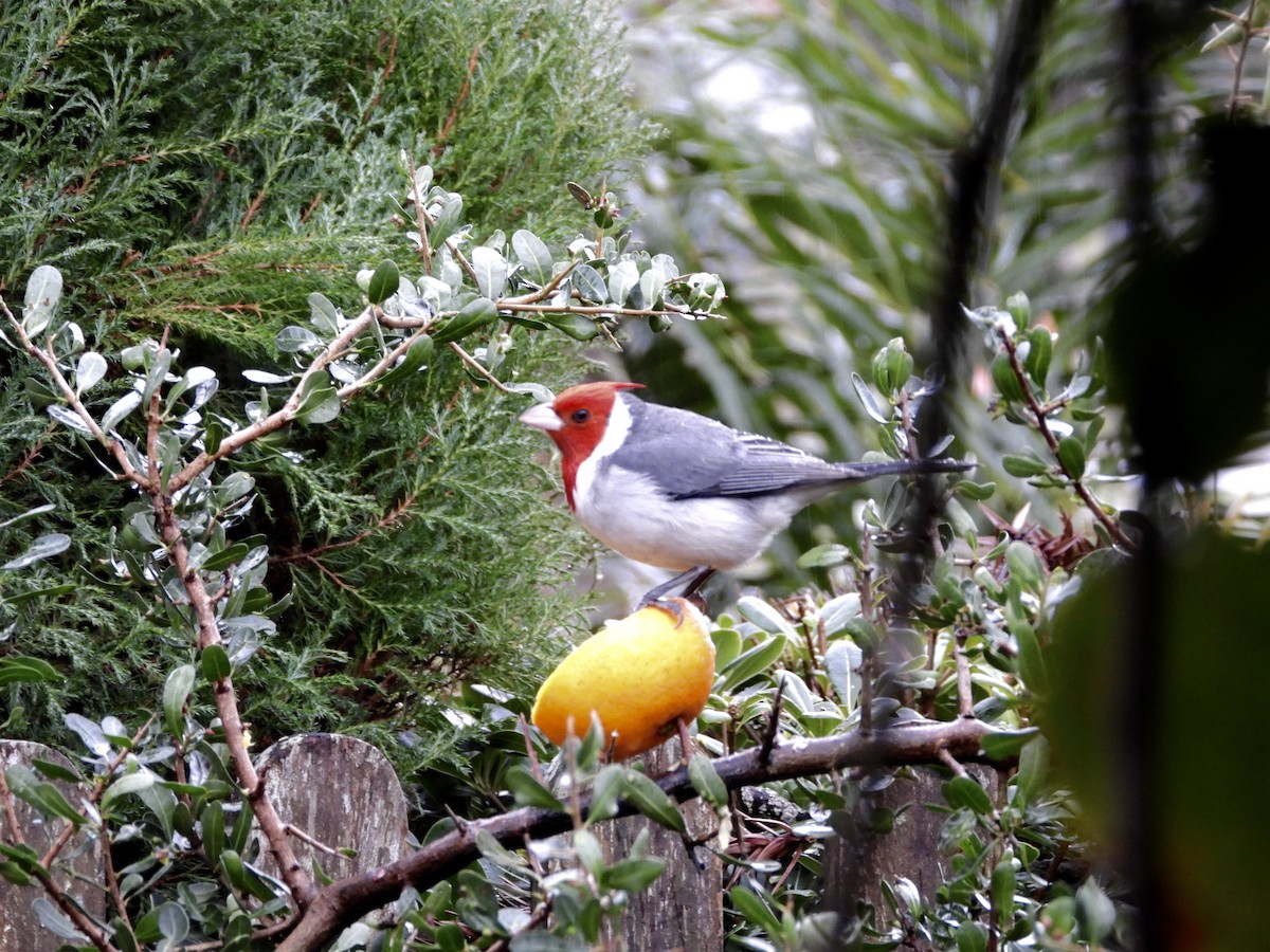 Red-crested Cardinal - ML638288529