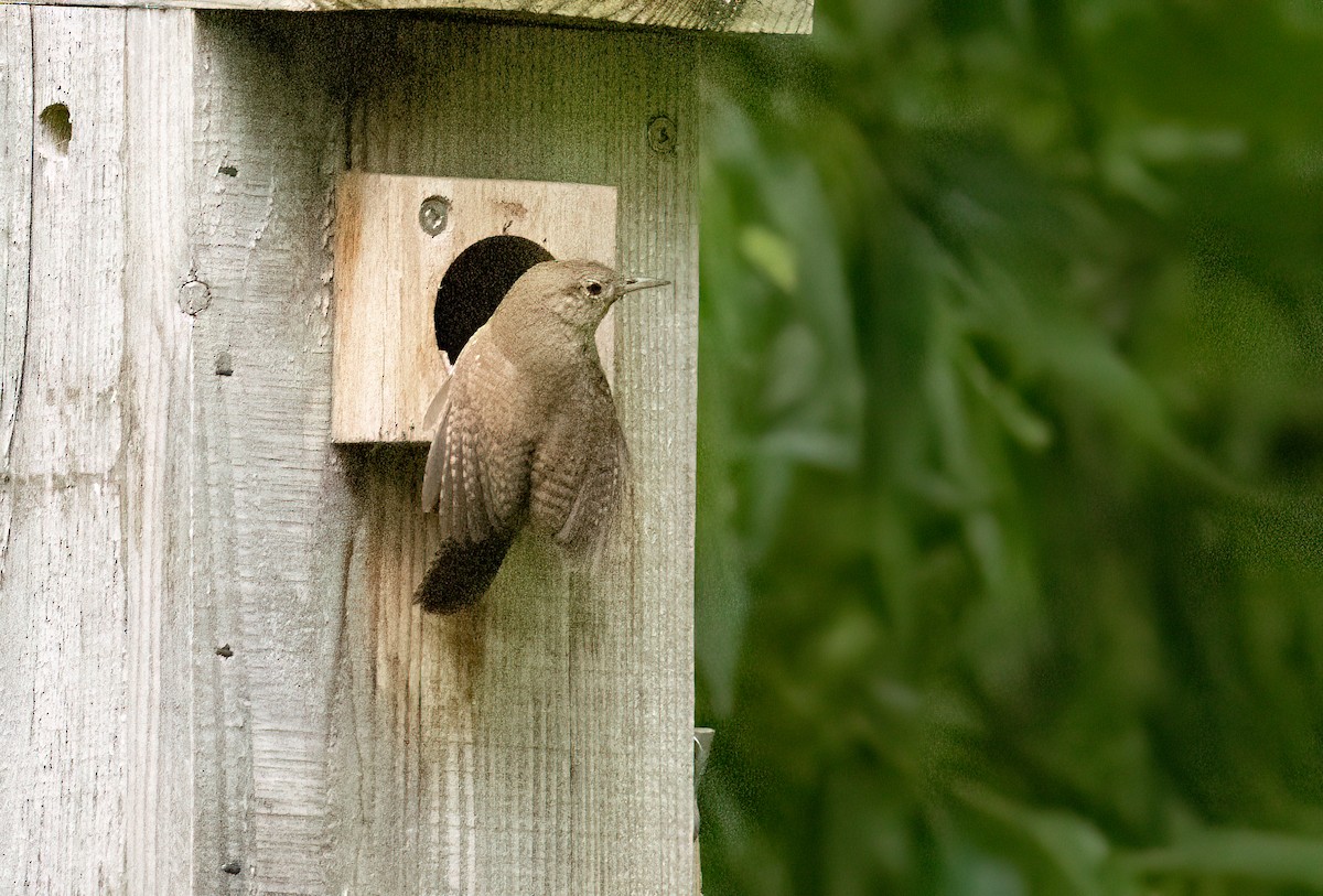 Northern House Wren - ML638288531