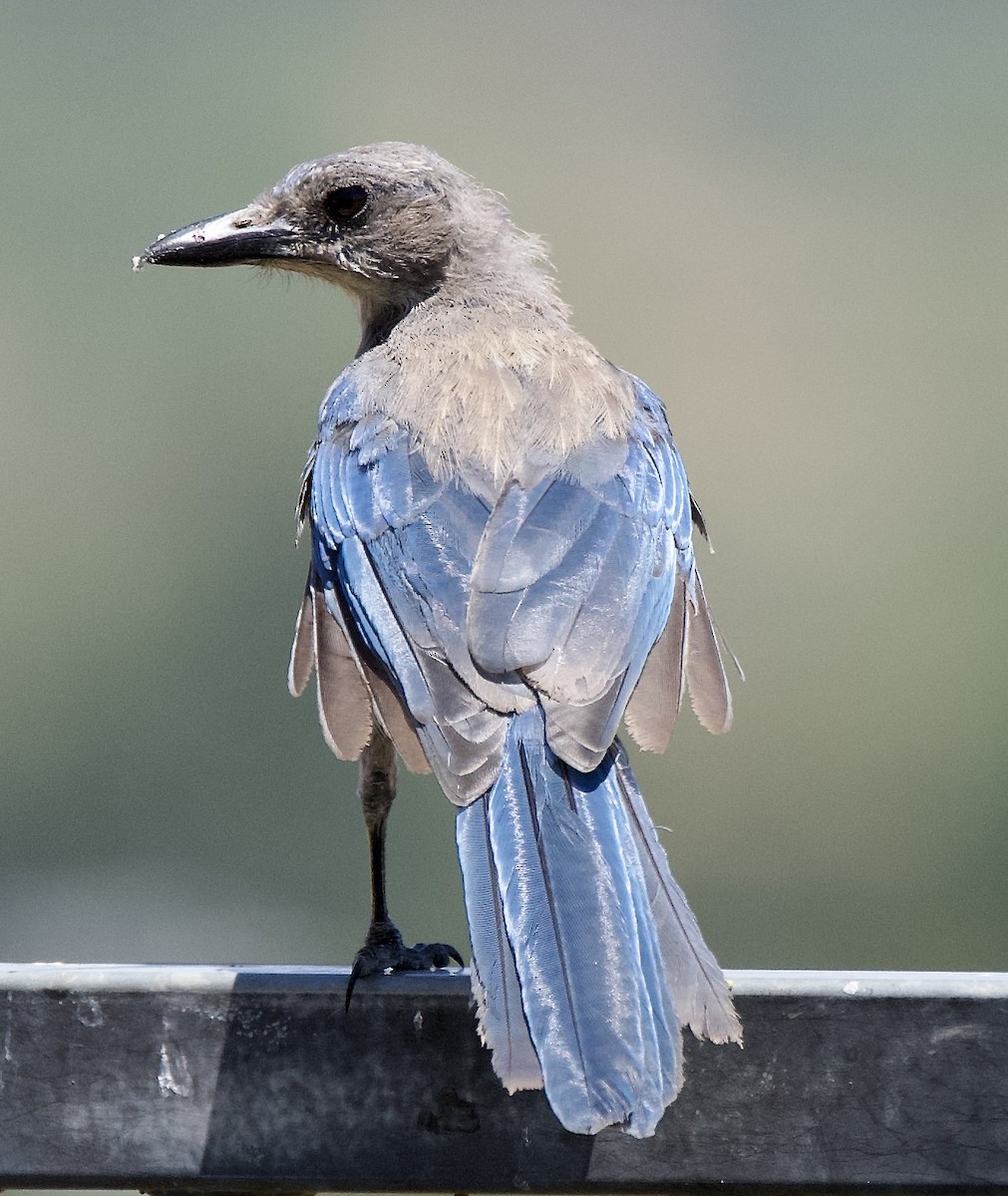 California Scrub-Jay - ML638288533