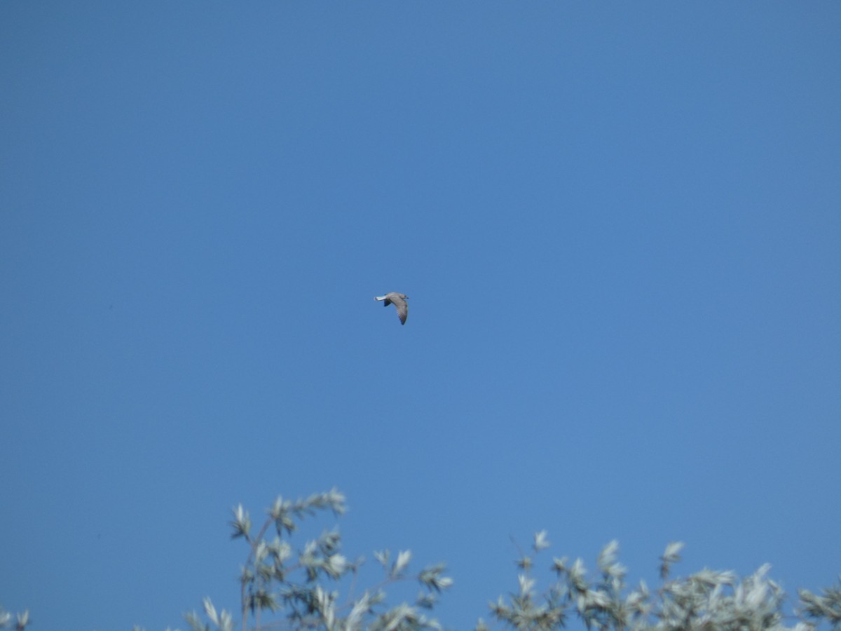 Common Gull - ML638288536