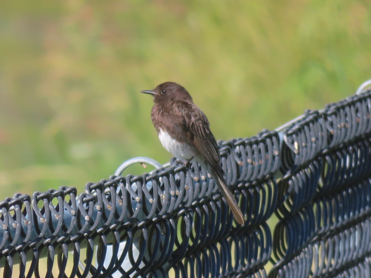 Black Phoebe - ML638288540
