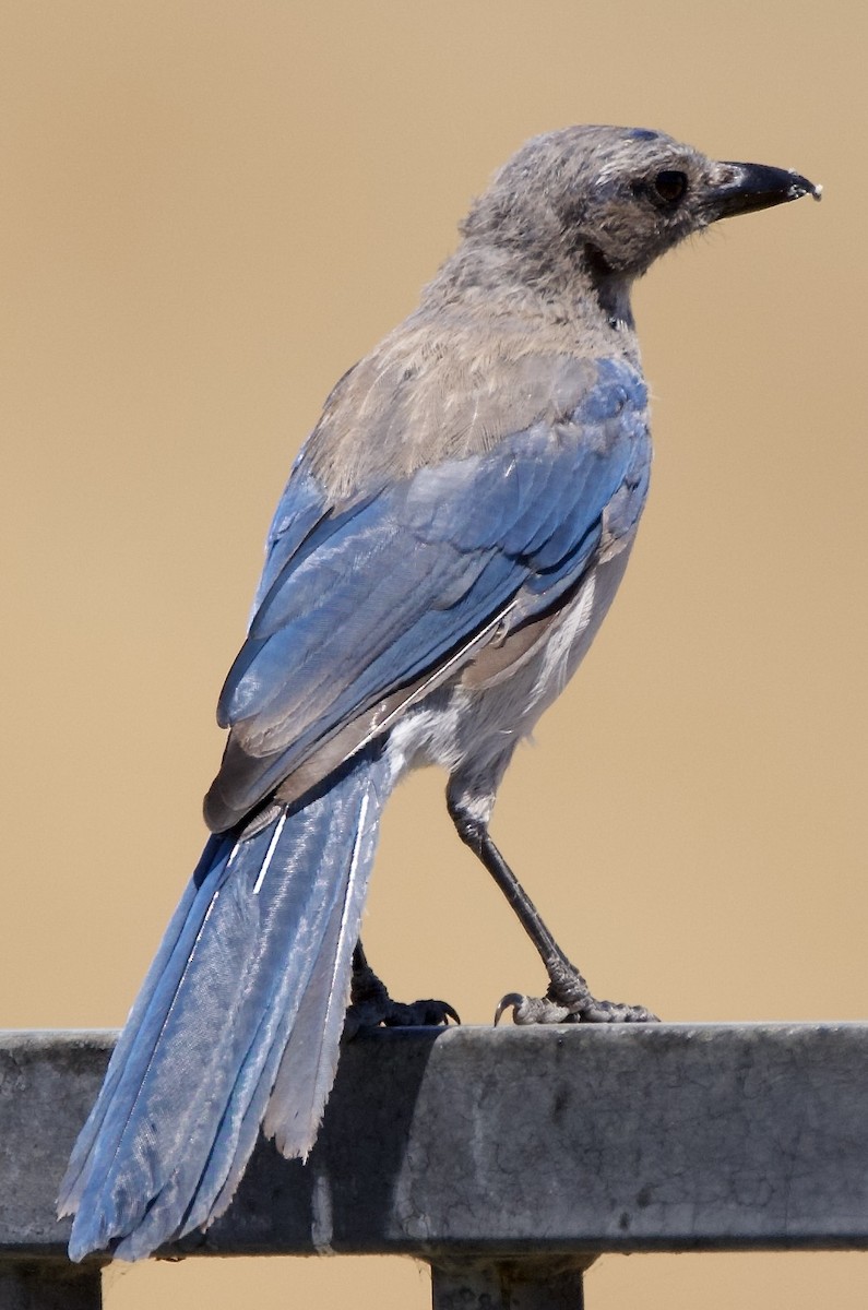 California Scrub-Jay - ML638288541