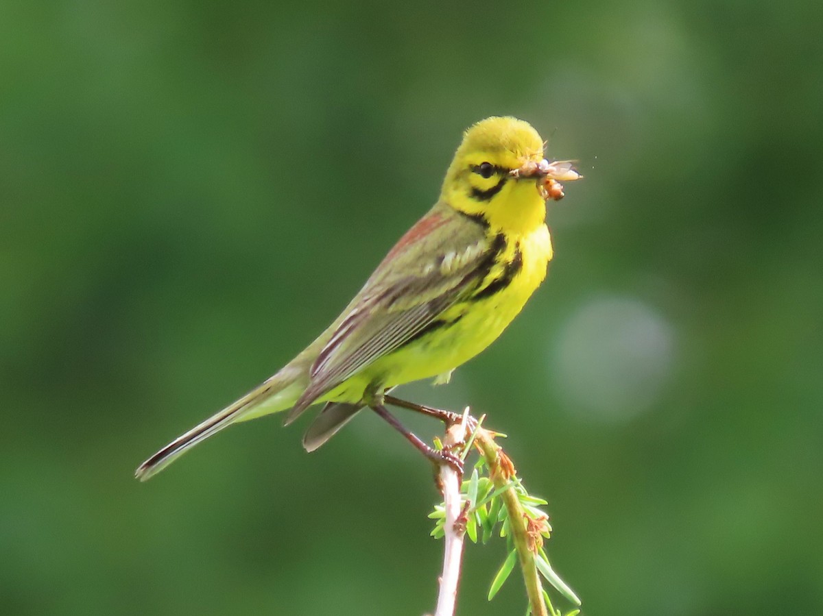 Prairie Warbler - ML638288542
