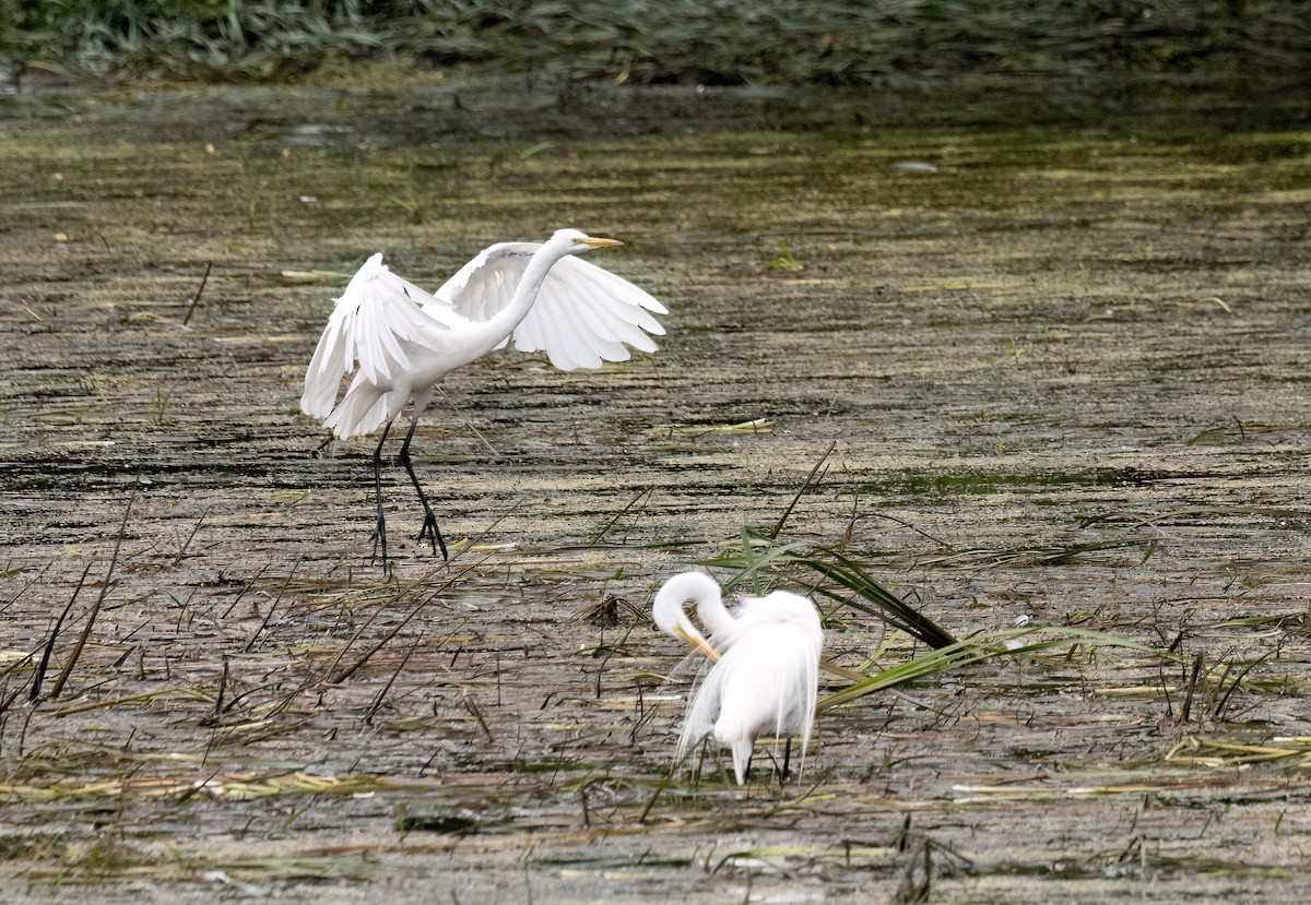 Great Egret - ML638288543
