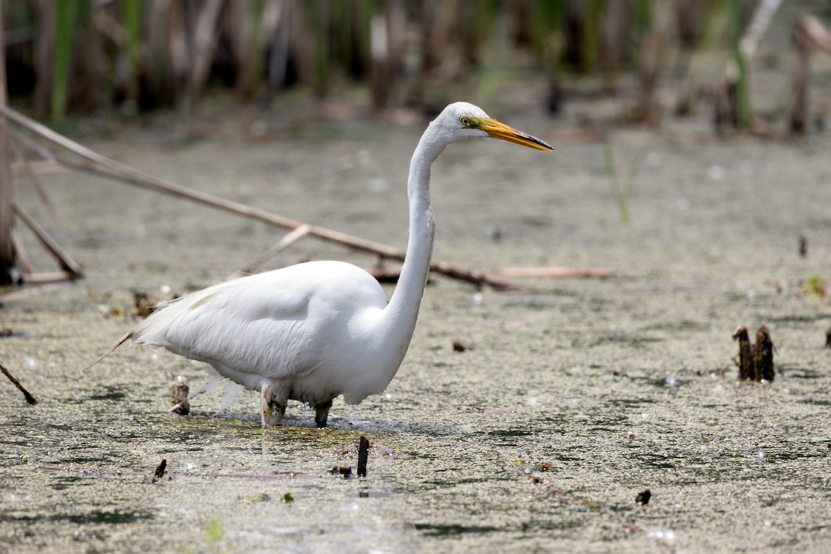 Great Egret - ML638288544