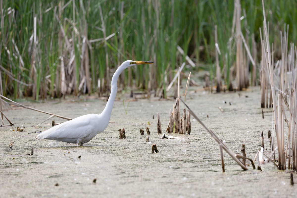 Great Egret - ML638288545