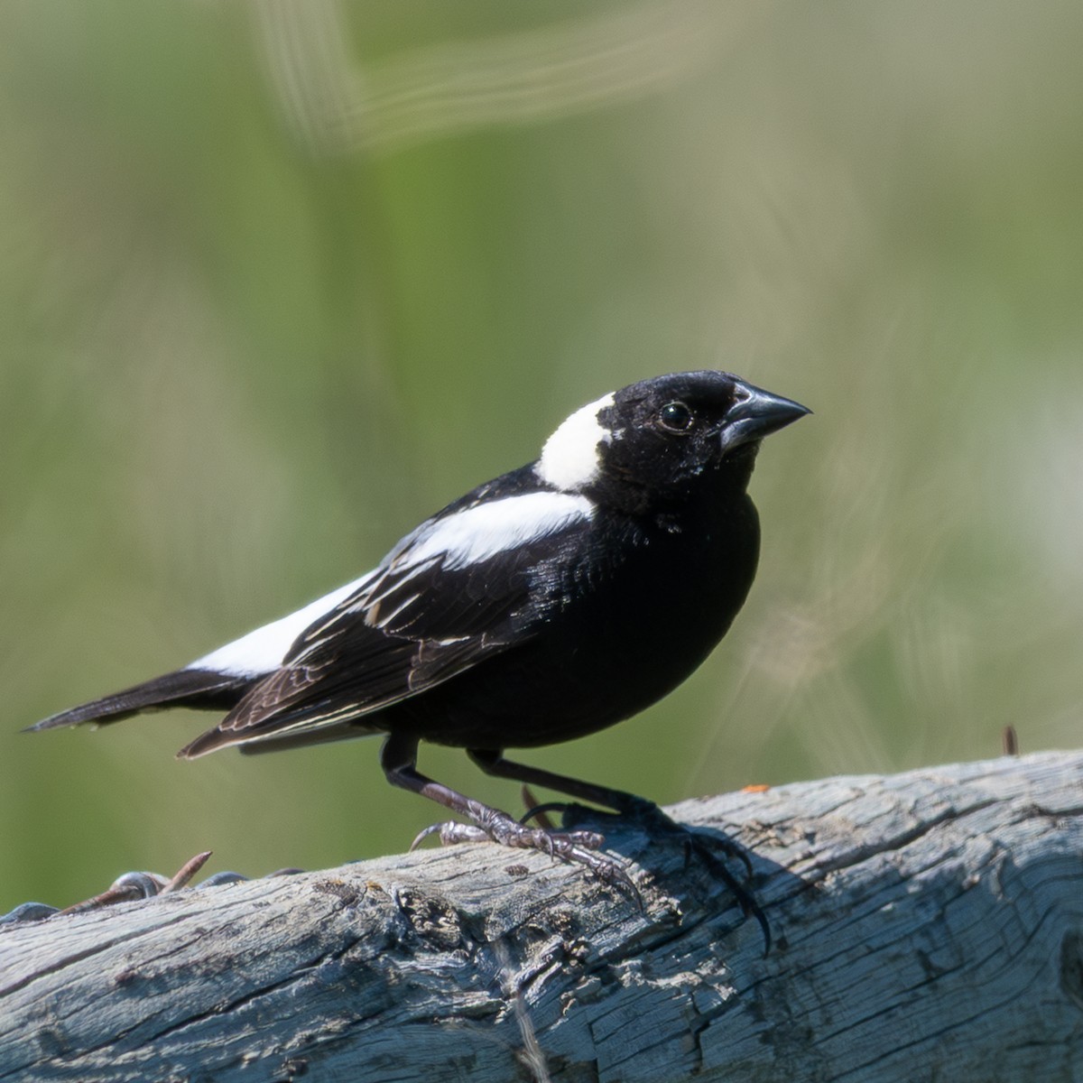 Bobolink - ML638288548