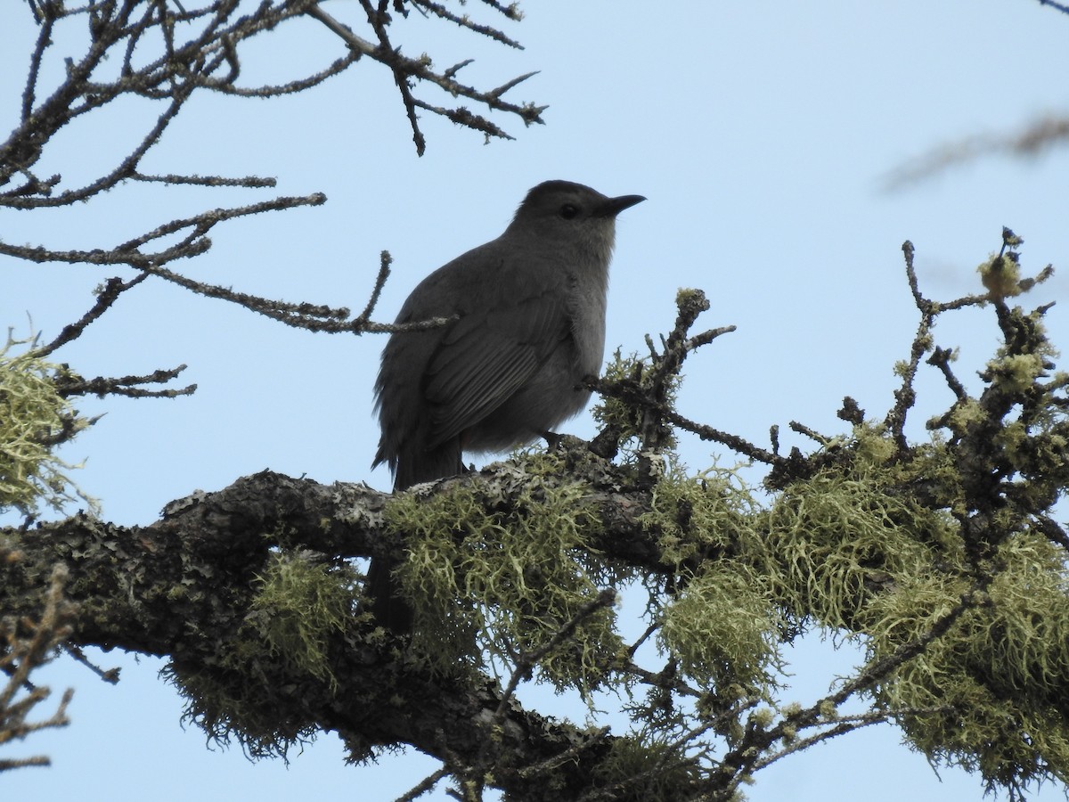 Gray Catbird - ML638288550