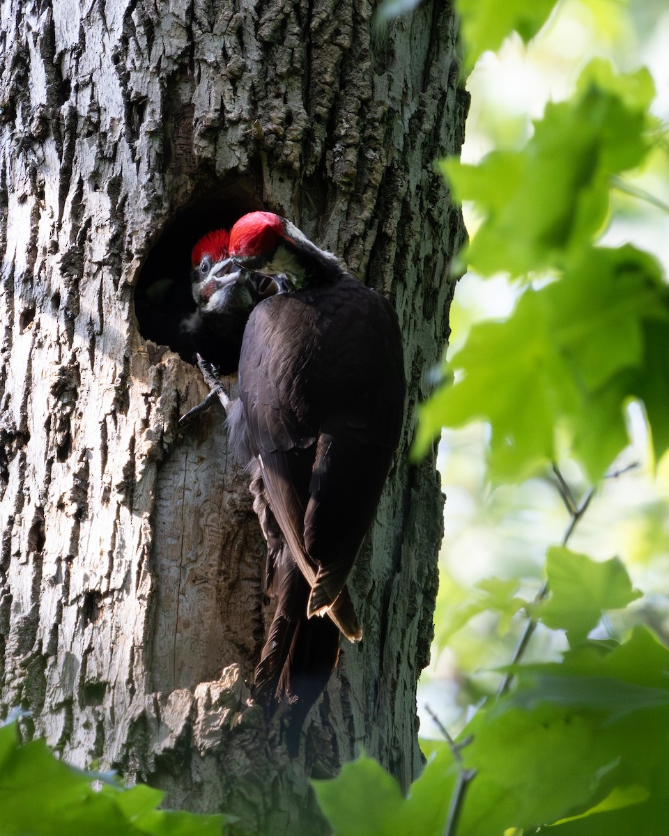 Pileated Woodpecker - ML638288553