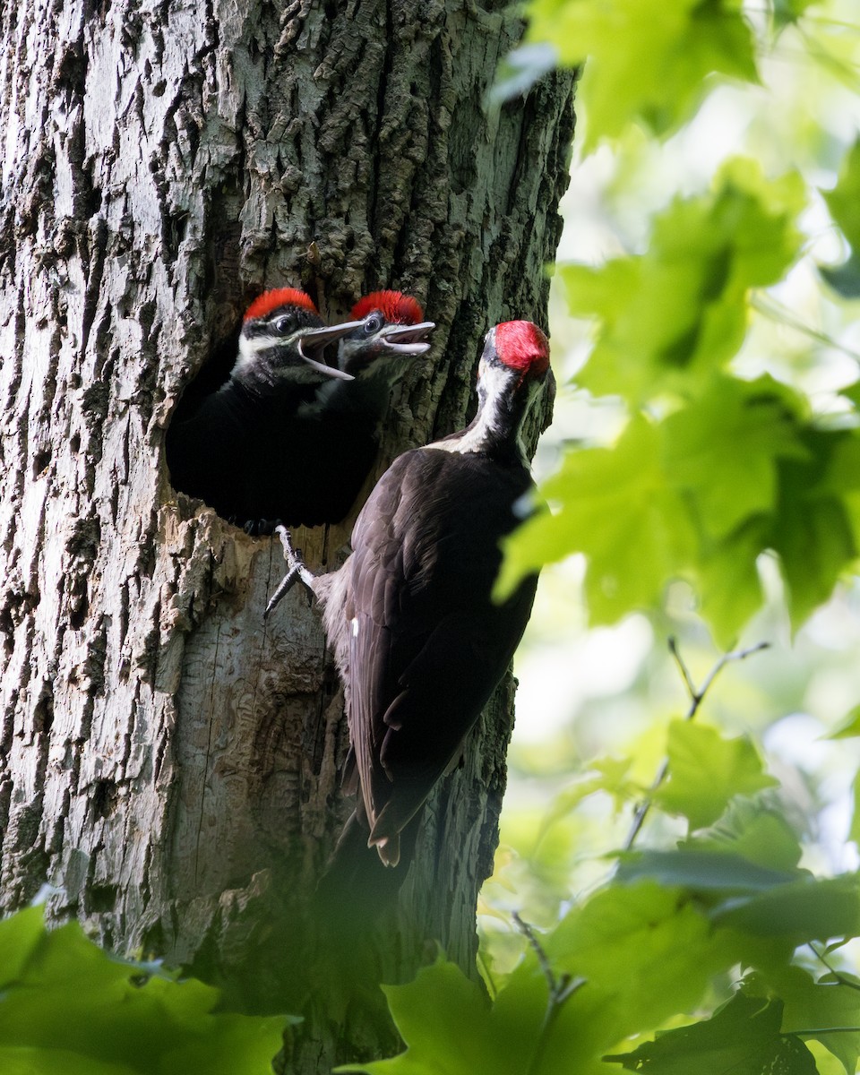 Pileated Woodpecker - ML638288556