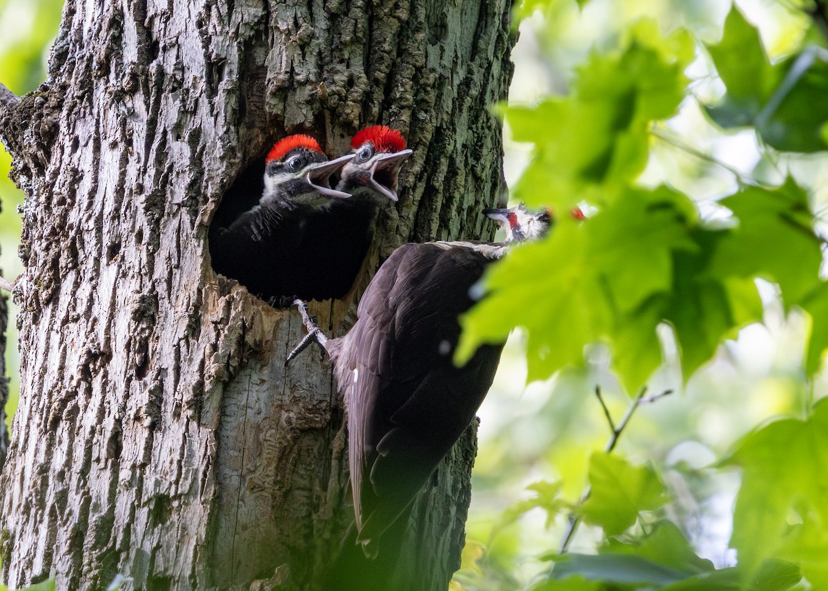 Pileated Woodpecker - ML638288558