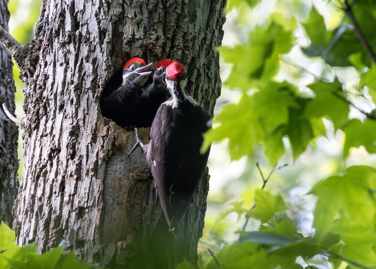 Pileated Woodpecker - ML638288559