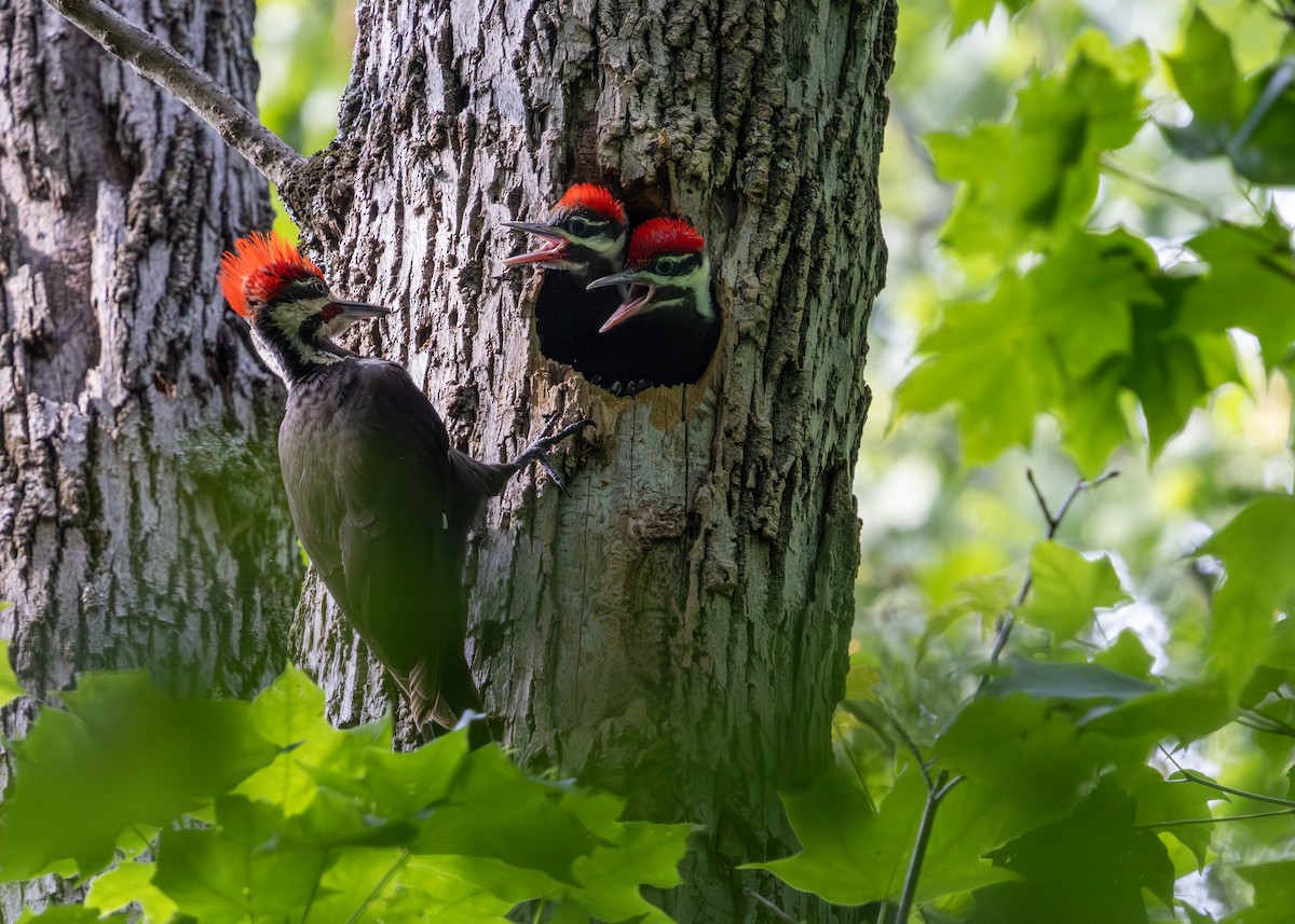 Pileated Woodpecker - ML638288561