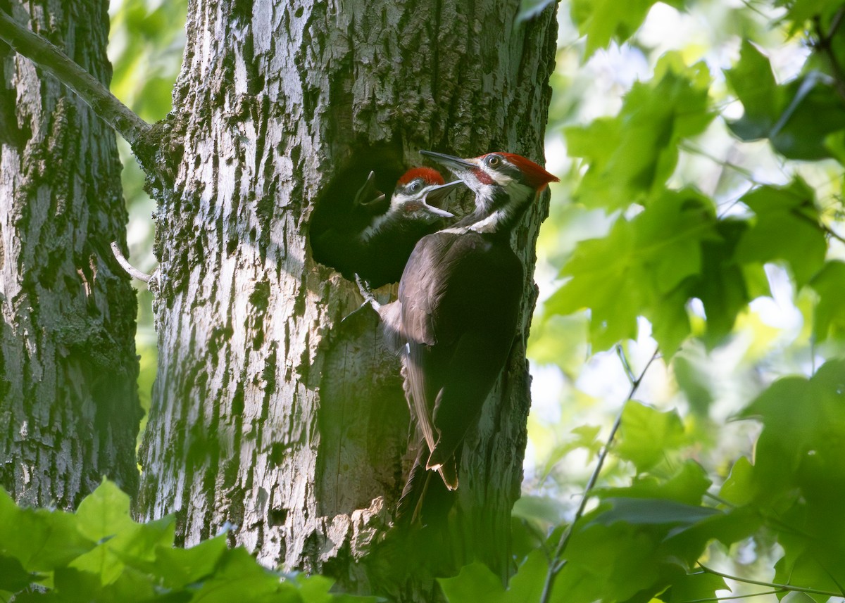 Pileated Woodpecker - ML638288562