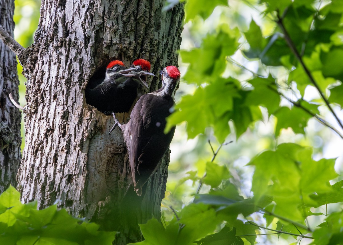 Pileated Woodpecker - ML638288563
