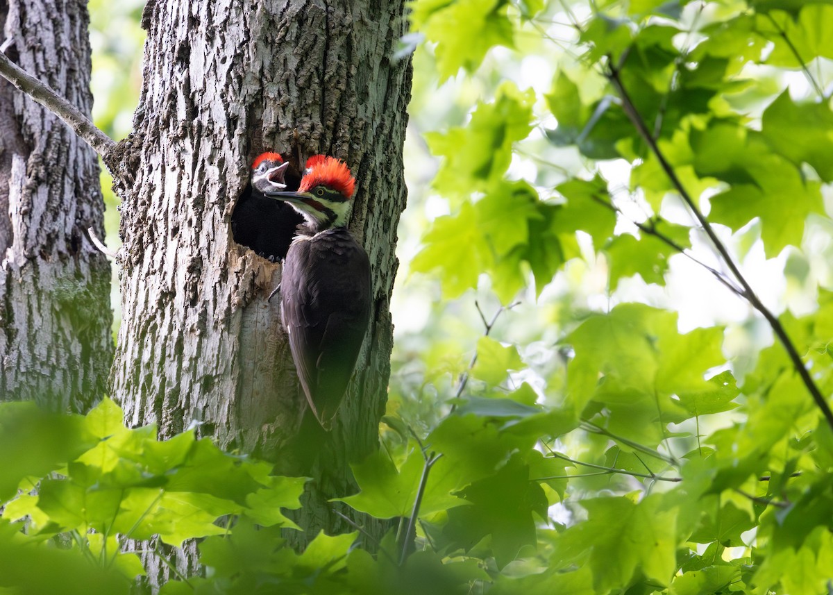 Pileated Woodpecker - ML638288564